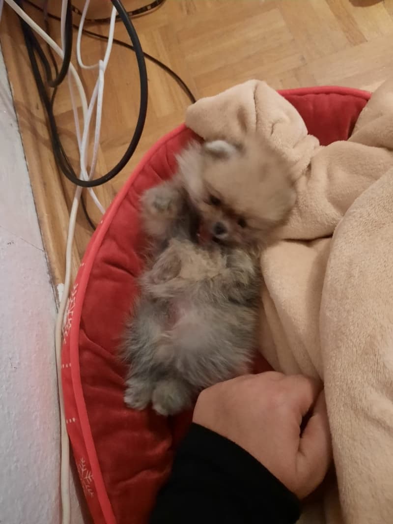 Zwergspitz (Pomeranian) Welpe