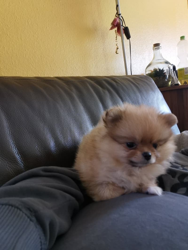 Zwergspitz (Pomeranian) Welpe