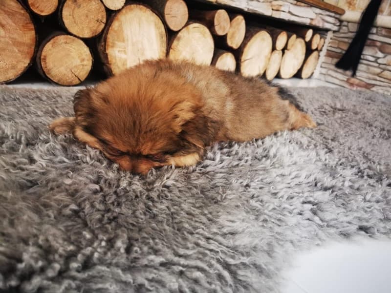 Zwergspitz (Pomeranian) Welpe