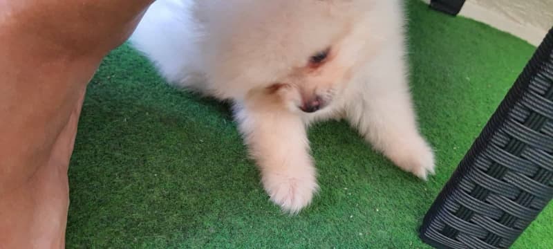 Zwergspitz (Pomeranian) Welpe