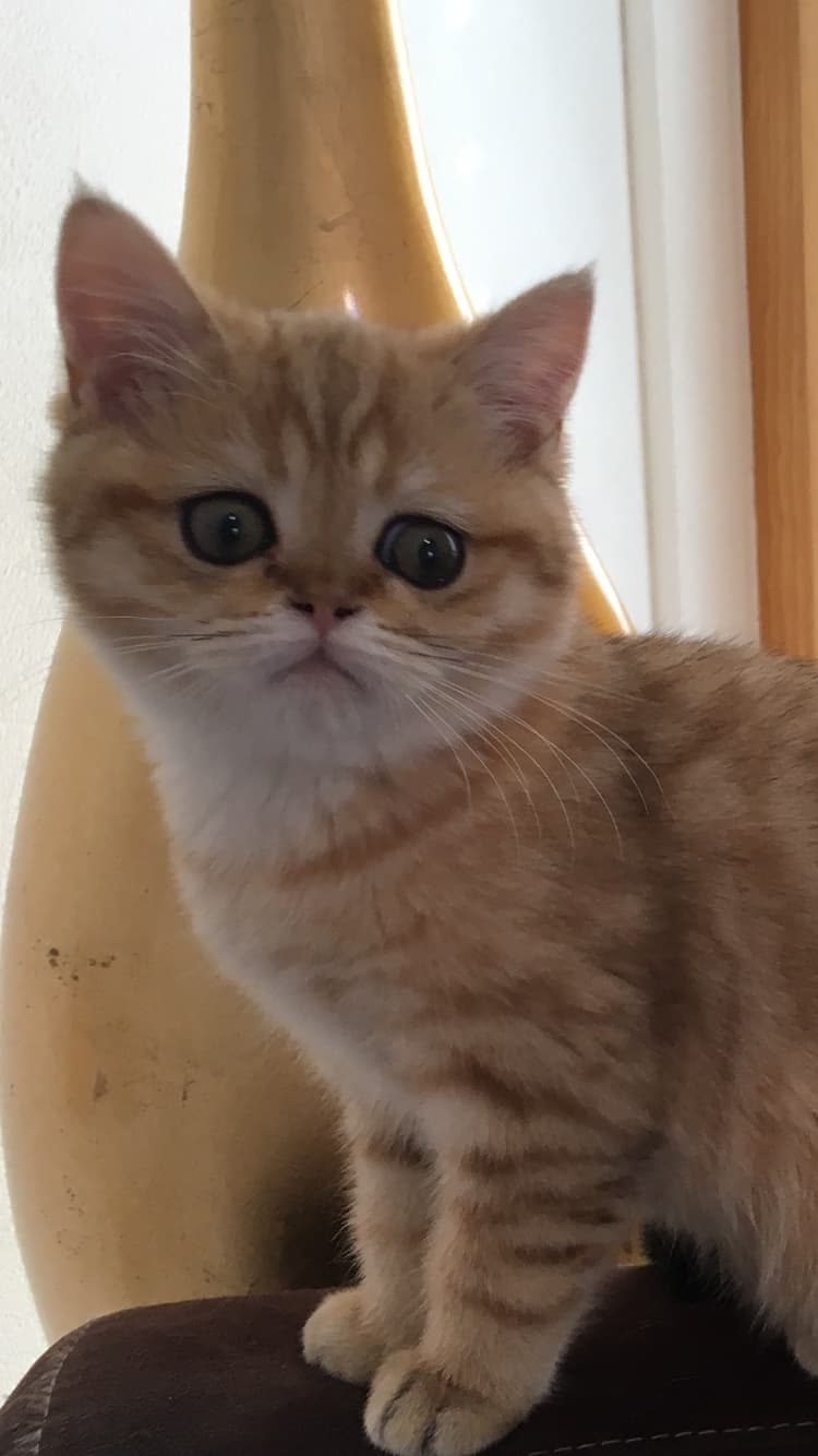 BKH Kitten