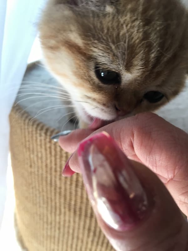 BKH Kitten