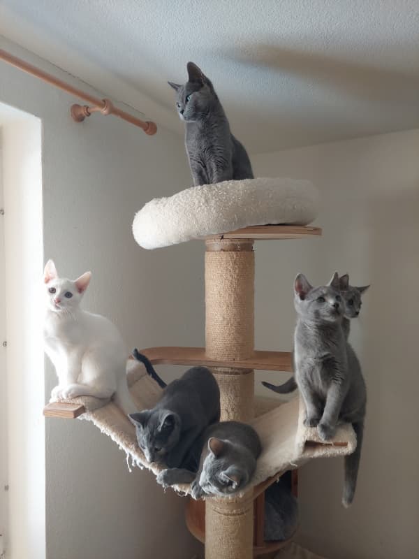 Kitten russisch blai und russisch weiss reinrassig mit Stammbaum.