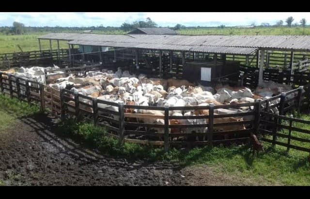 Brasilien 11'945 Ha grosse Rinderfarm bei Belem