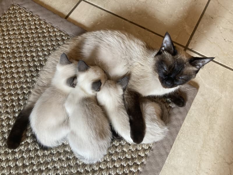 Adoptiveltern für süsse Siamkätzchen gesucht!