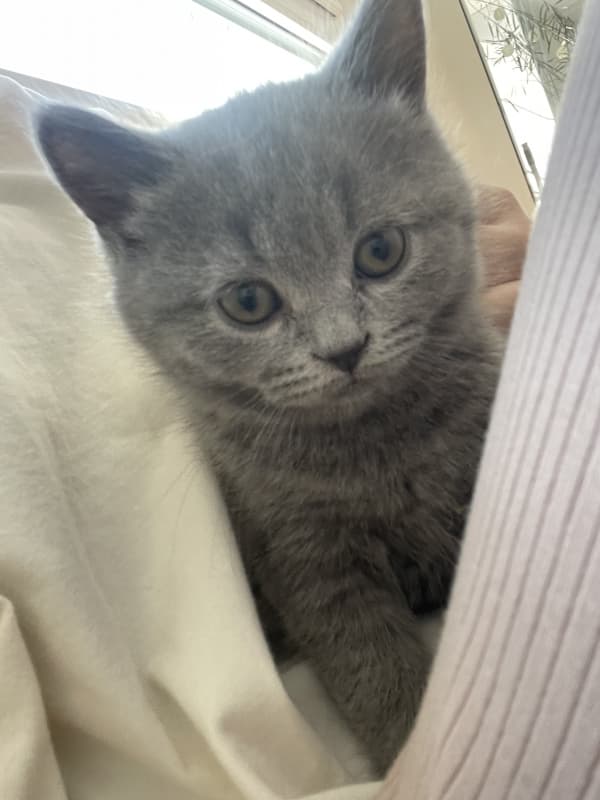 Zwei zuckersüße BKH Kitten