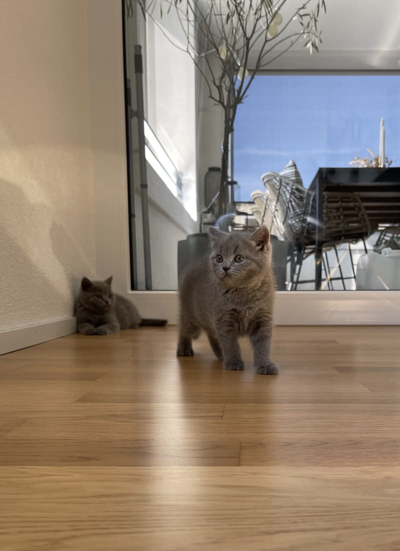 Zwei zuckersüße BKH Kitten