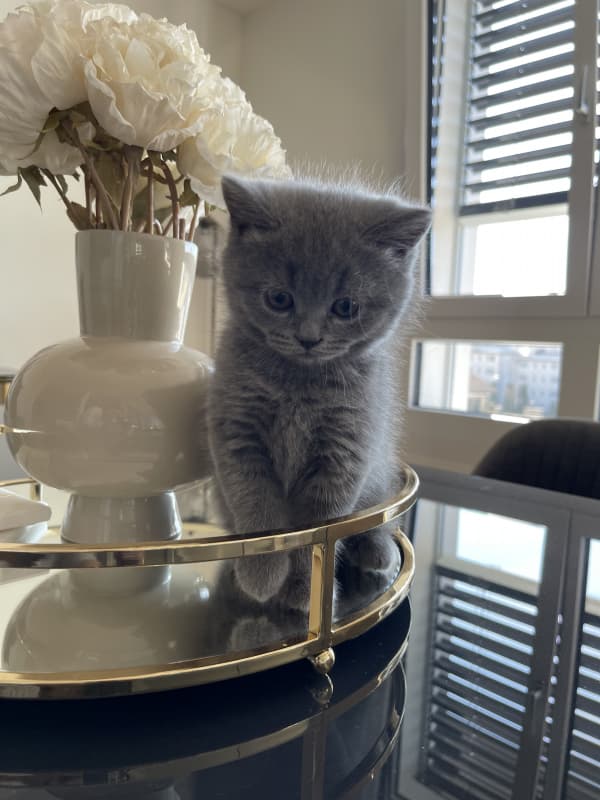 Zwei zuckersüße BKH Kitten
