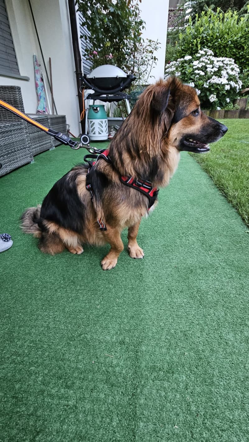 Lieber Hund sucht neues Zuhause