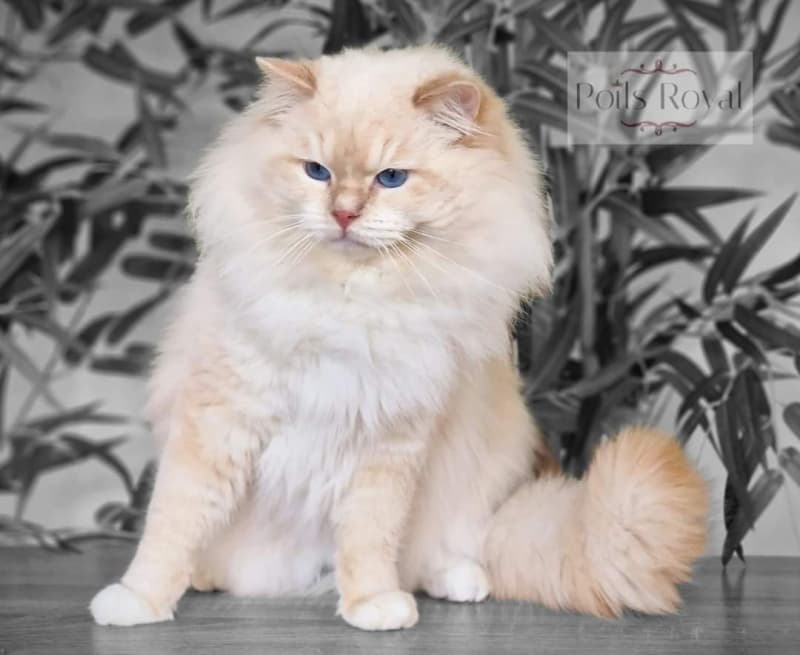 Ragdoll mit Stammbaum
