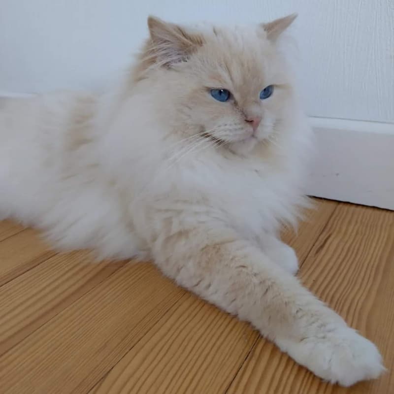 Ragdoll mit Stammbaum