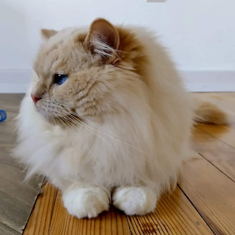 Ragdoll mit Stammbaum