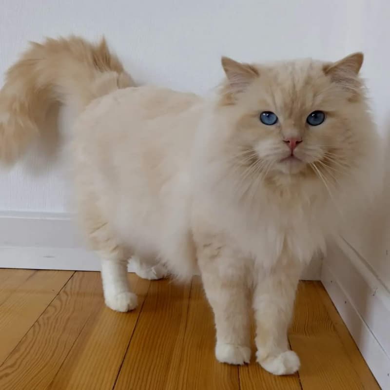 Ragdoll mit Stammbaum