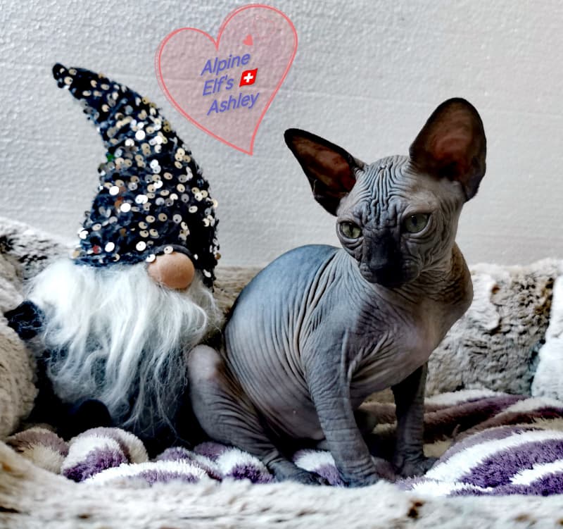 Sphynx - Wunderschöne Sphynx Kitten