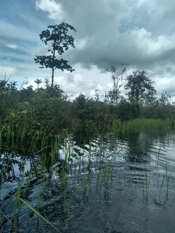 Brasilien 100 Ha Grundstück in der Nähe von Manaus AM