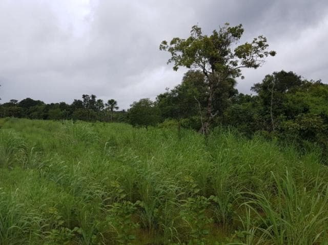 Brasilien 100 Ha Grundstück in der Nähe von Manaus AM