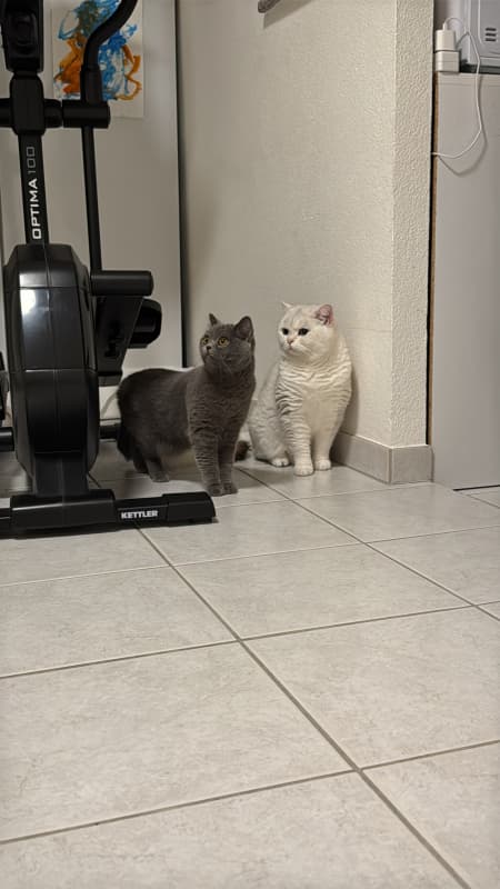 BKH Deckkater Weiss