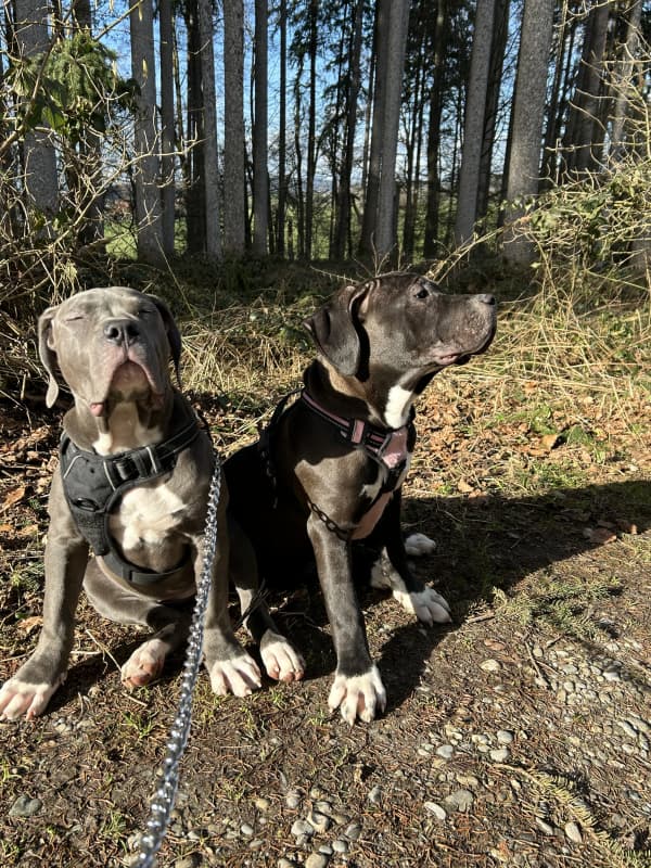 Ich verkaufe 2 american xl Bully Welpen 5 Monate alt