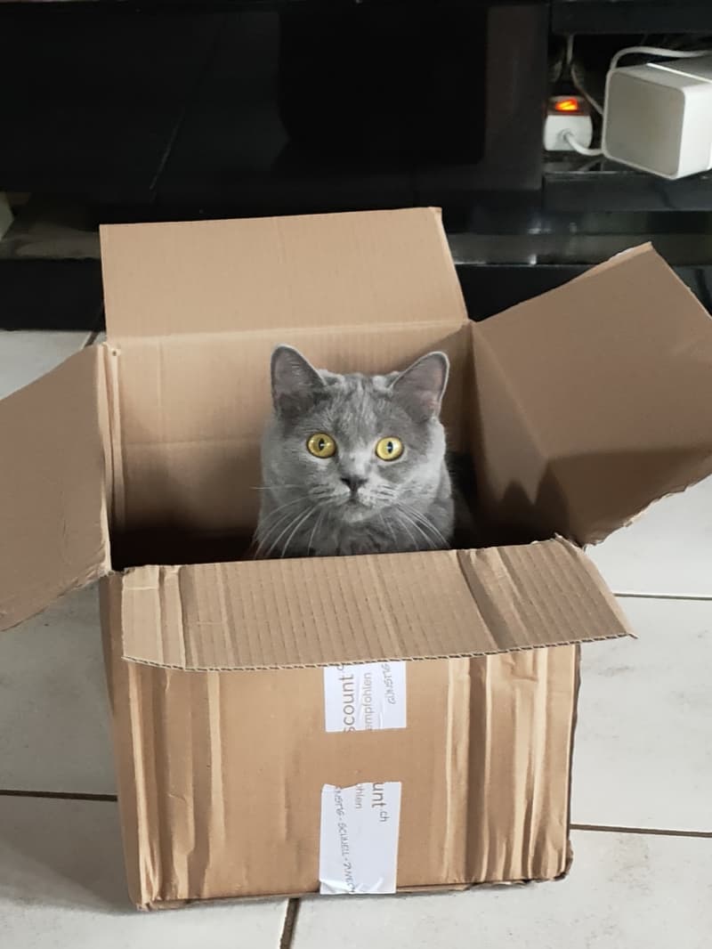 Liebevolle Katzen und kleintierbetreuung