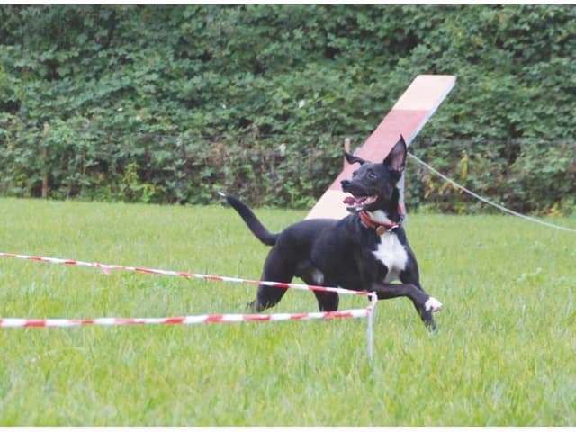 Longieren mit Hund