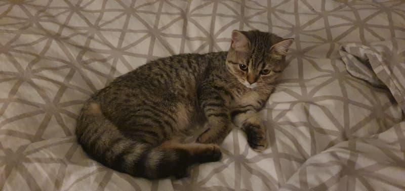 Balu sucht neues zuhause