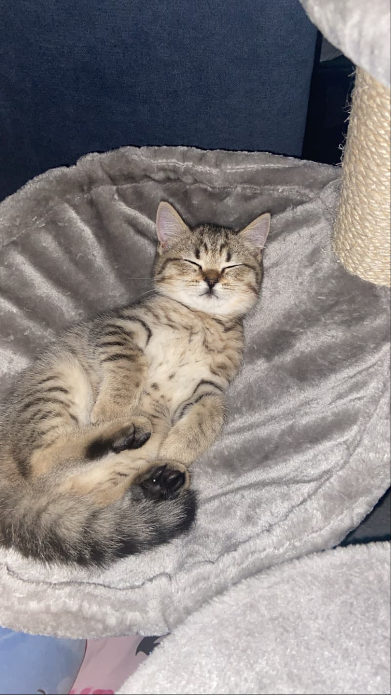 Balu sucht neues zuhause