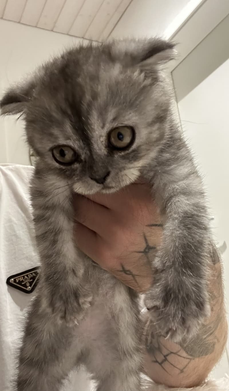 Scottish fold kitten suchen ein neues zuhause