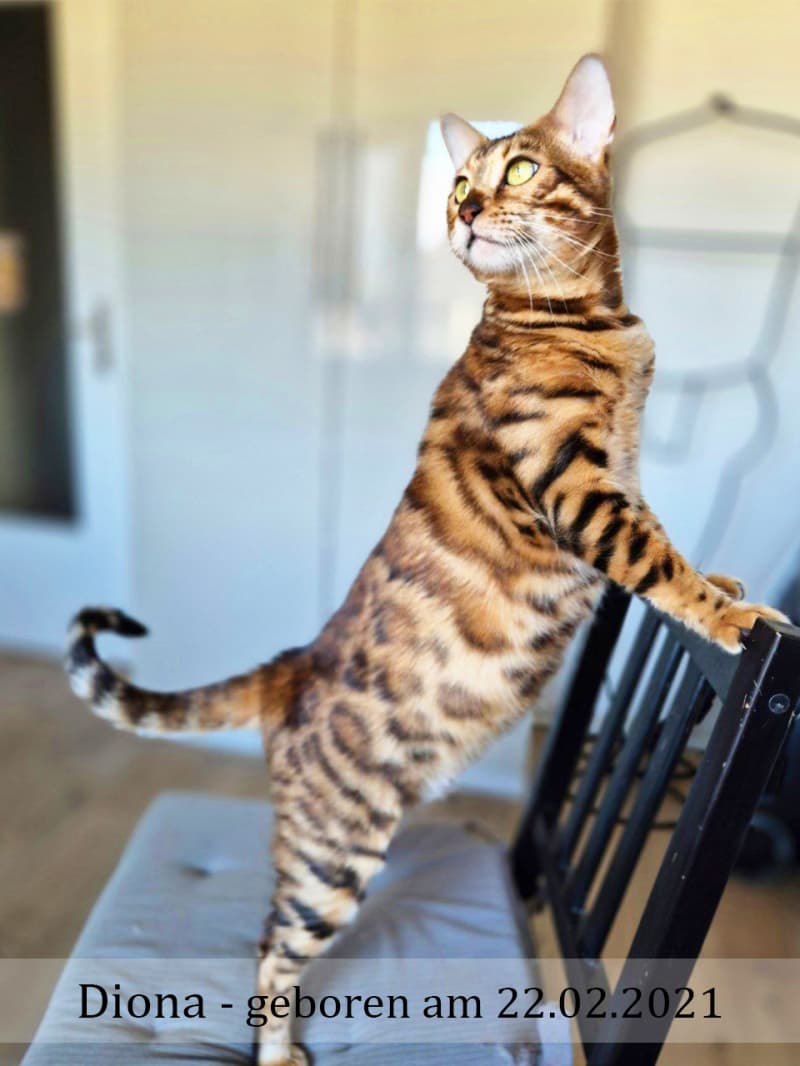 2 Erwachsene Bengal Mädchen (6j & 3j)