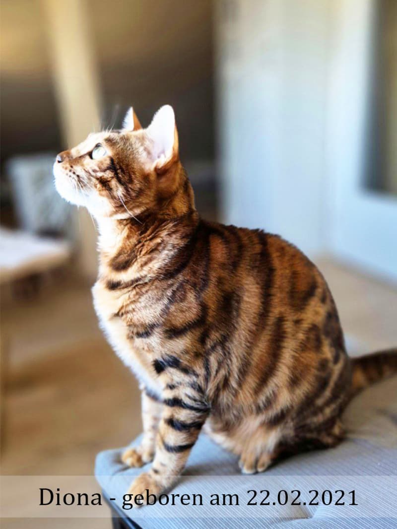 2 Erwachsene Bengal Mädchen (6j & 3j)