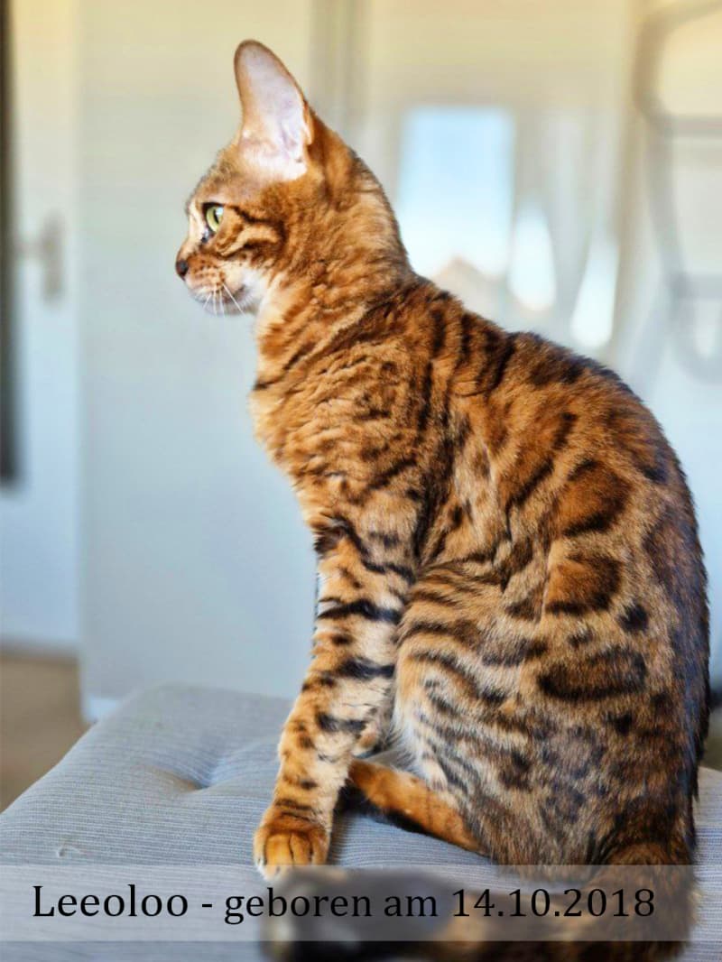2 Erwachsene Bengal Mädchen (6j & 3j)