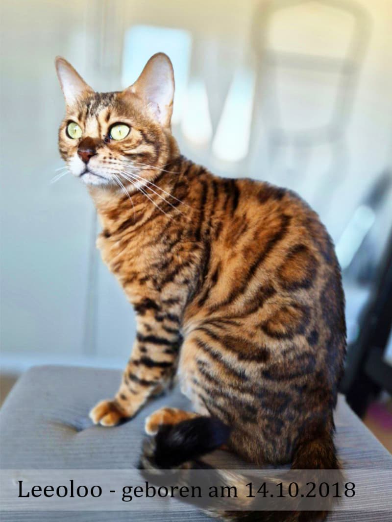 2 Erwachsene Bengal Mädchen (6j & 3j)