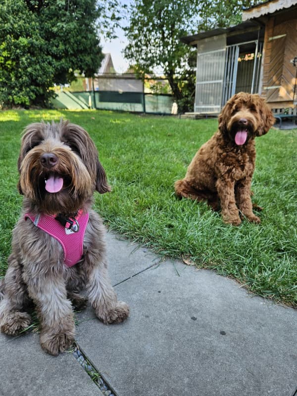 Hundebetreuung/Dogsitting