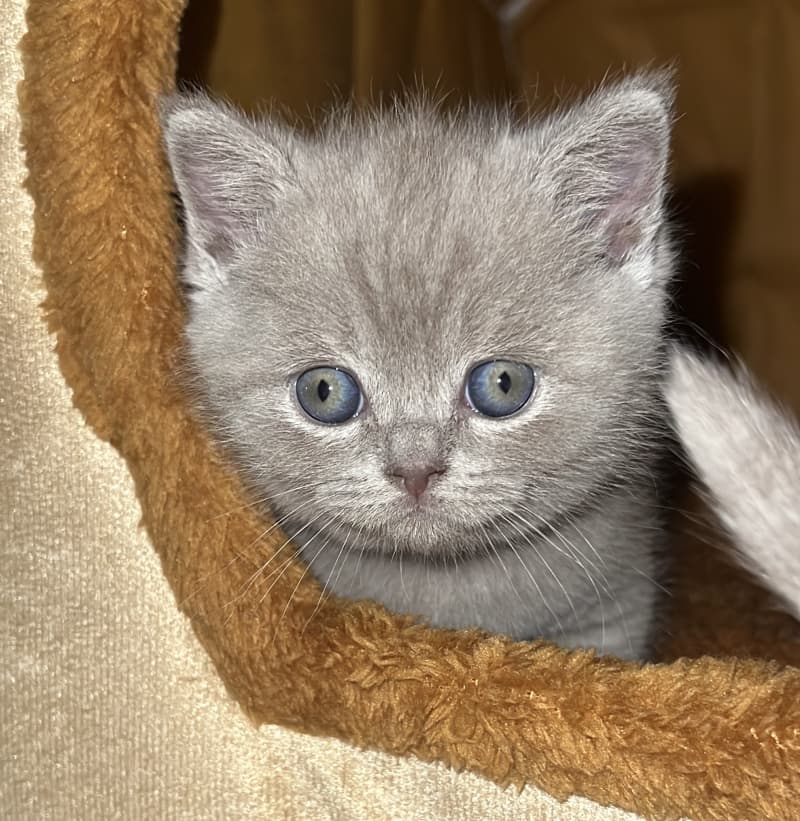 BKH- Kitten suchen ab 7. Aug. 25 ….