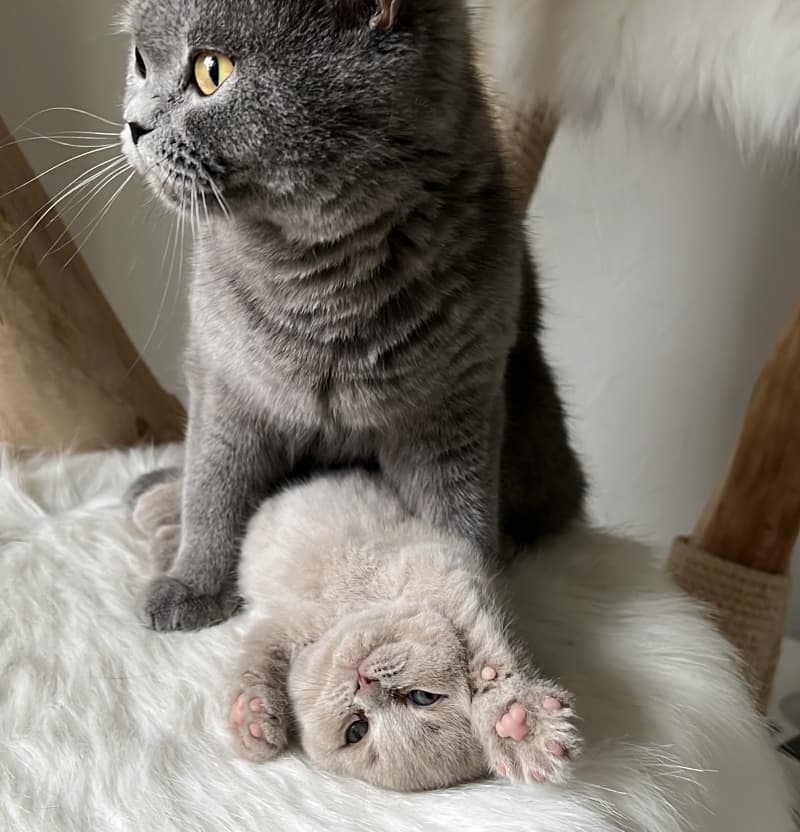 BKH- Kitten suchen ab 7. Aug. 25 ….