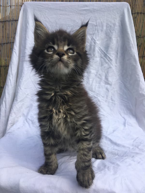 Maine Coon Kittens