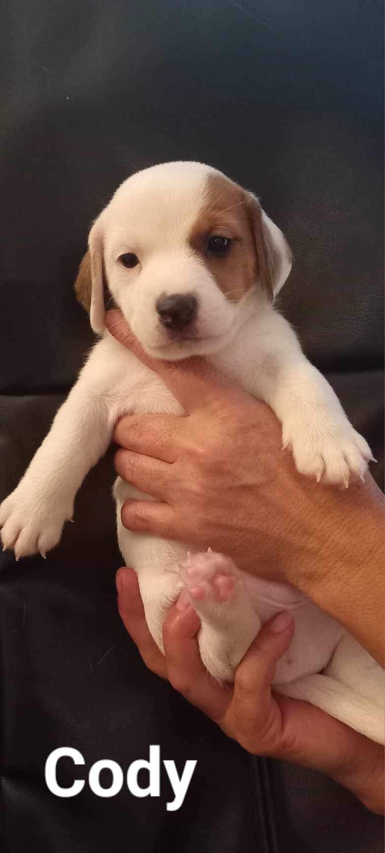 Welpen Jack Russell Terrier