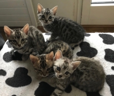 4 Bengalkitten weiblich, rosetted tabby