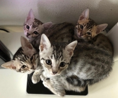 4 Bengalkitten weiblich, rosetted tabby