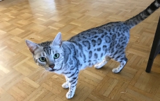 4 Bengalkitten weiblich, rosetted tabby