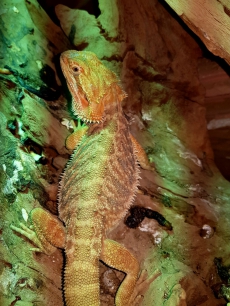 Bartagame (Pogona Vitticeps)