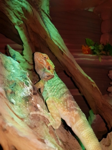 Bartagame (Pogona Vitticeps)