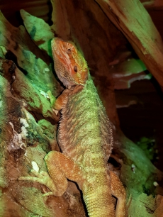 Bartagame (Pogona Vitticeps)