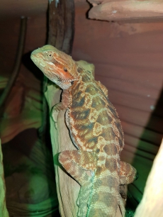 Bartagame (Pogona Vitticeps)