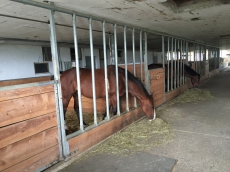 Pferdeboxe zu vermieten in Aadorf TG