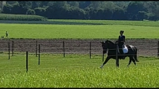 Professionelle Reitstunden und Reitbeteiligung 