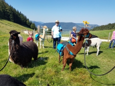 Alpaka, Lama und Esel Trekking auf dem Solothurner Jura