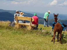 Alpaka, Lama und Esel Trekking auf dem Solothurner Jura