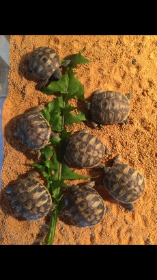 Grichische Landschildkröten