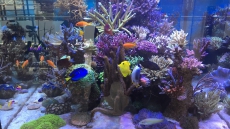SPS Korallen verschiedene