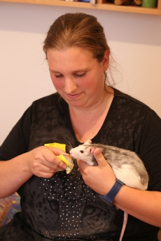 Biete Katzensitting an Biete nagertiersitting an